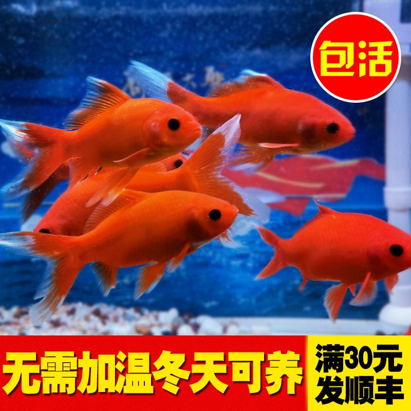 冷水鹦鹉鱼鱼淡水鱼黄金锦鲤鱼活鱼金鱼金鱼苗好养鱼