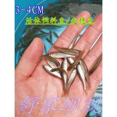 活体饲料鱼麦穗鱼苗活饵料鱼乌龟活食龙鱼鱼食小鱼活体群游冷水鱼