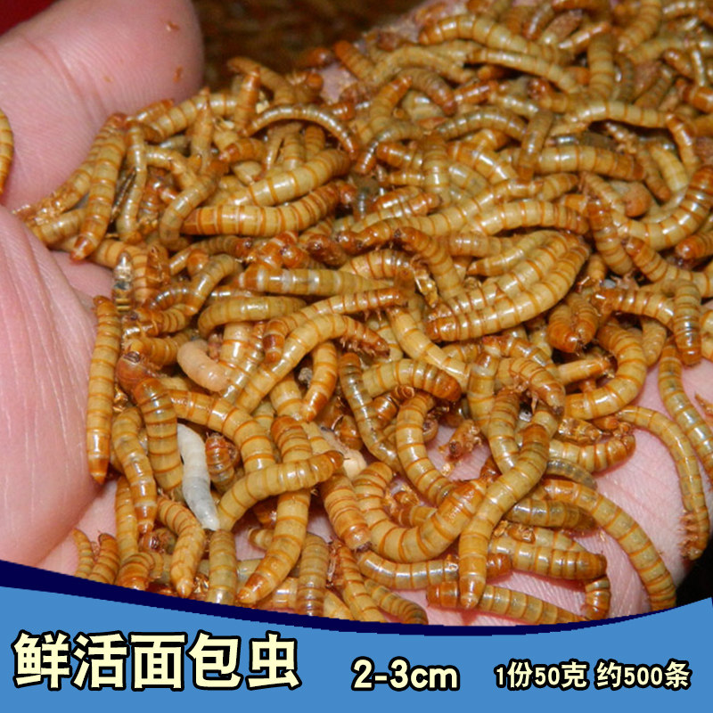 面包虫活虫包邮画眉鸟食大麦虫金龙鱼乌龟仓鼠蜥蜴活体饲料黄粉虫