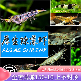 原生除藻虾淡水工具虾黑壳大河藻红鼻虾秀丽白水晶虎纹蜜蜂虾活体