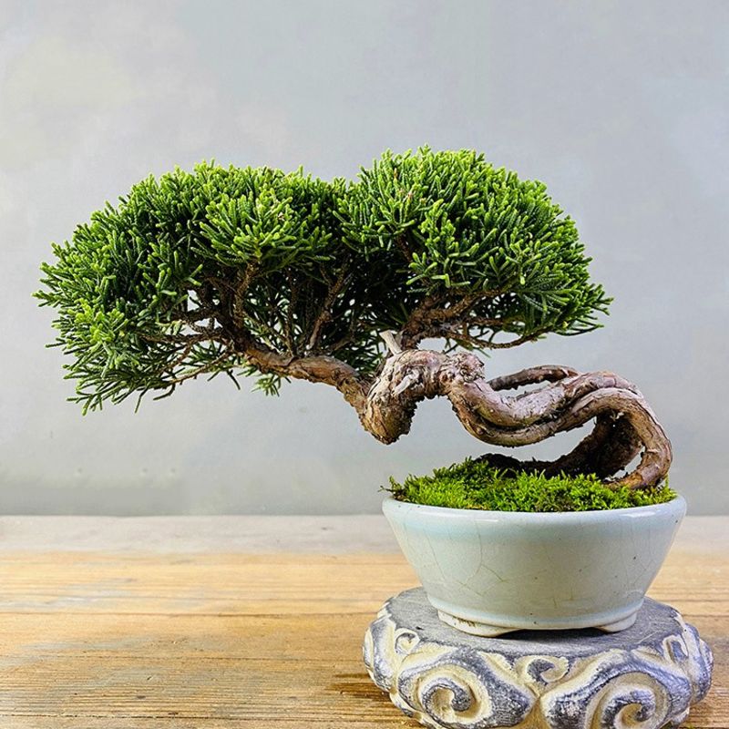 济州真柏微型小品盆景盆栽松柏素材毛坯基地出品绿植摆件一物一拍