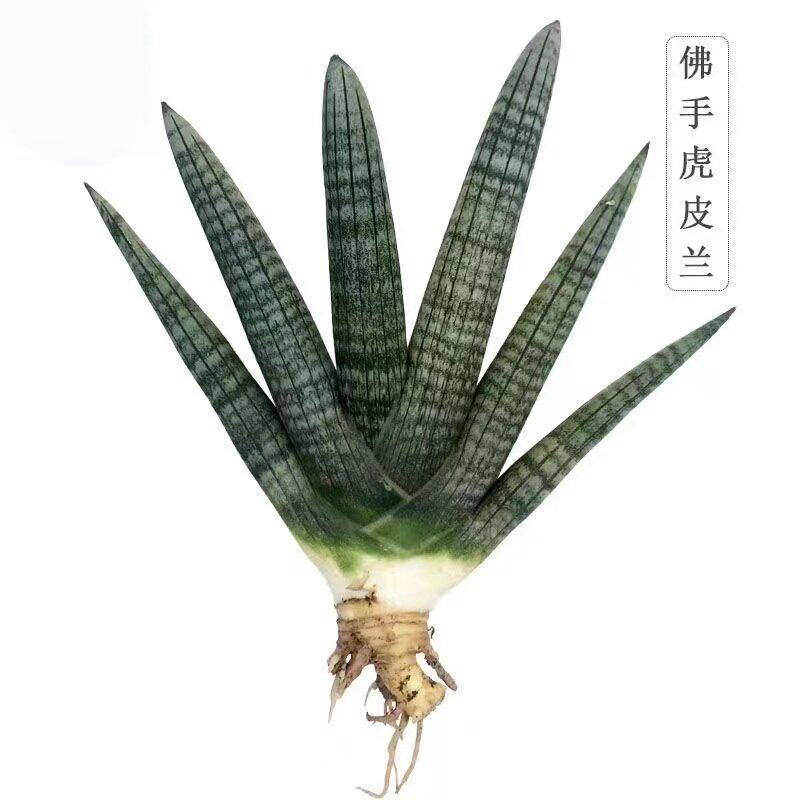 【招财佛手】棒叶虎皮兰易养室内多肉植物绿植花卉盆栽防辐射镇宅
