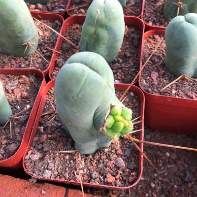程程柱 JJ柱仙人球仙人掌开花球多肉植物组合防辐射
