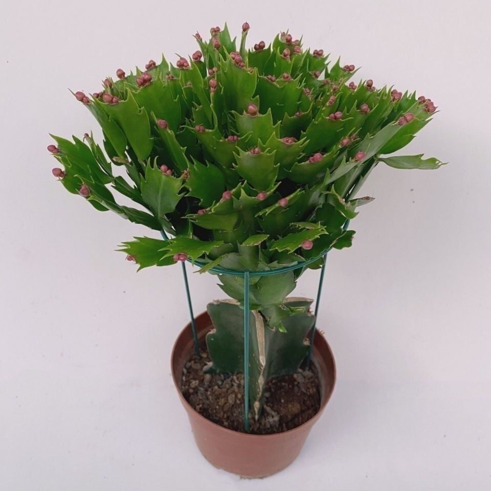 进口蟹爪兰嫁接好的蟹爪莲花苗绿植盆栽办公桌阳台开花摆放