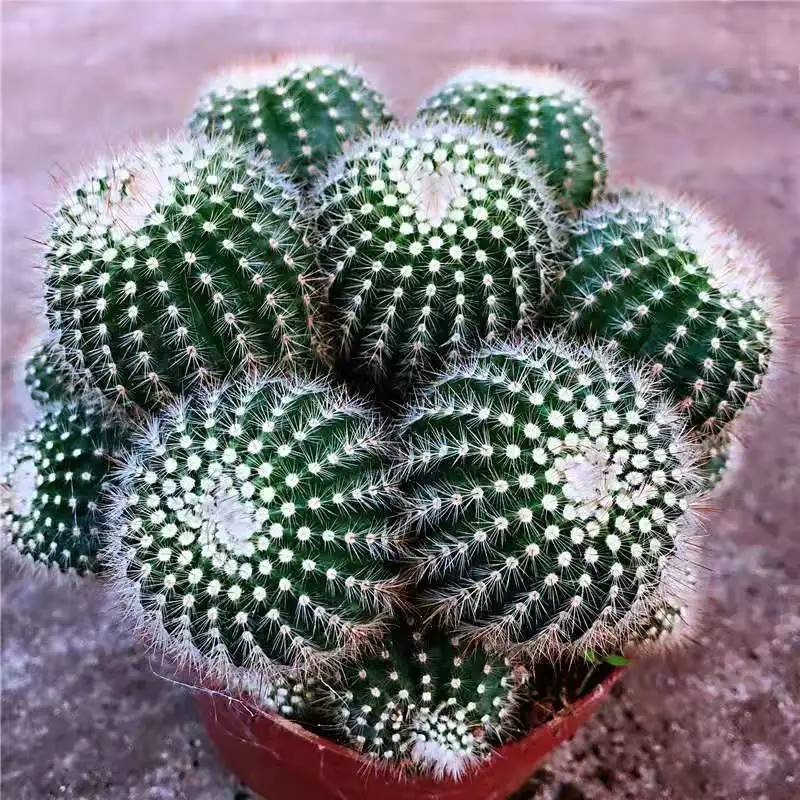 南国玉群生开黄花仙人球多肉植物