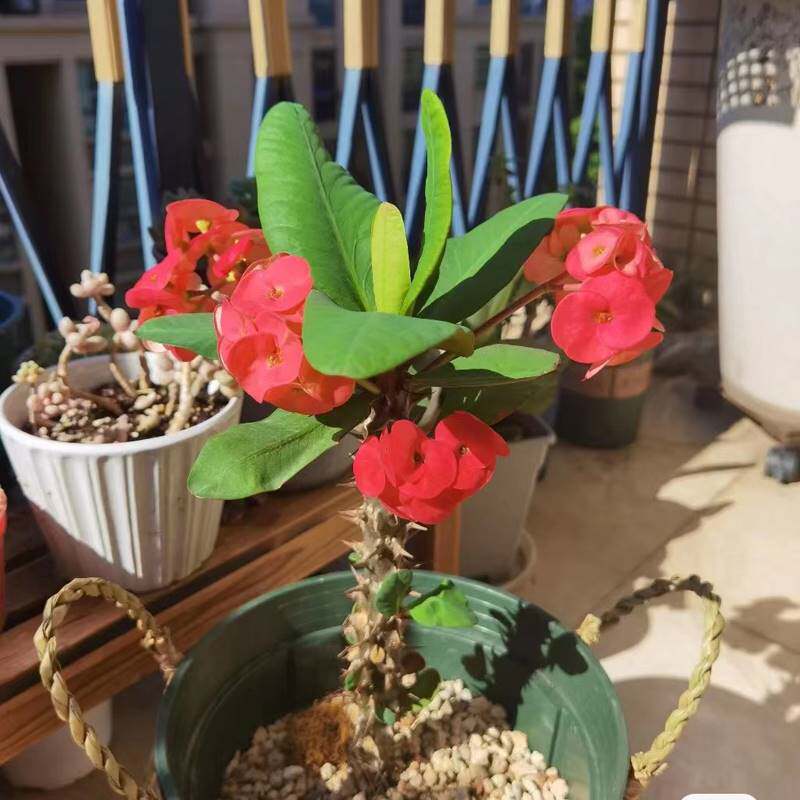 大红花大叶虎刺梅四季开花好养耐旱多肉植物仙人掌阳台绿植花盆栽