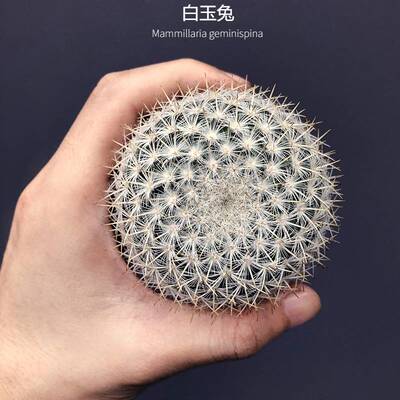 白玉兔实生仙人球 趣味白刺开花仙人掌新手好养易活夏桌面防辐射