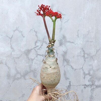 四季好养佛肚海棠块根植物开红花观花佛肚树庭院多肉植物盆栽花卉