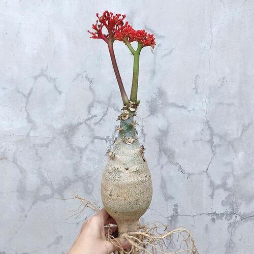 四季好养佛肚海棠块根植物开红花观花佛肚树庭院多肉植物盆栽花卉