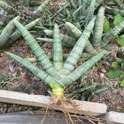 佛手虎皮兰 办公室创意趣味小盆栽 棒叶虎皮兰佛前香绿植除甲醛