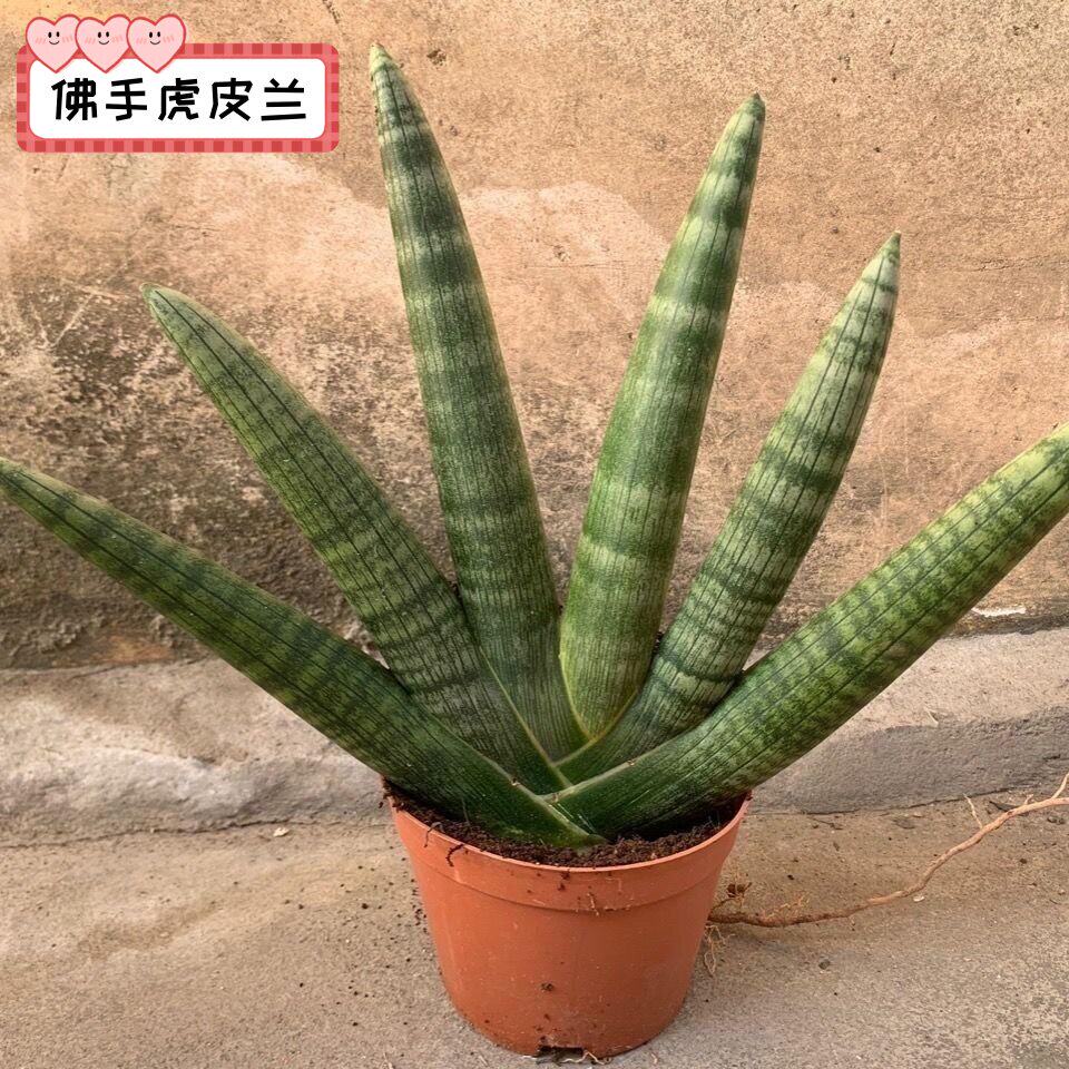 佛手佛掌佛前香虎皮兰净化空气室内阳台四季绿植乔迁好养花卉办公