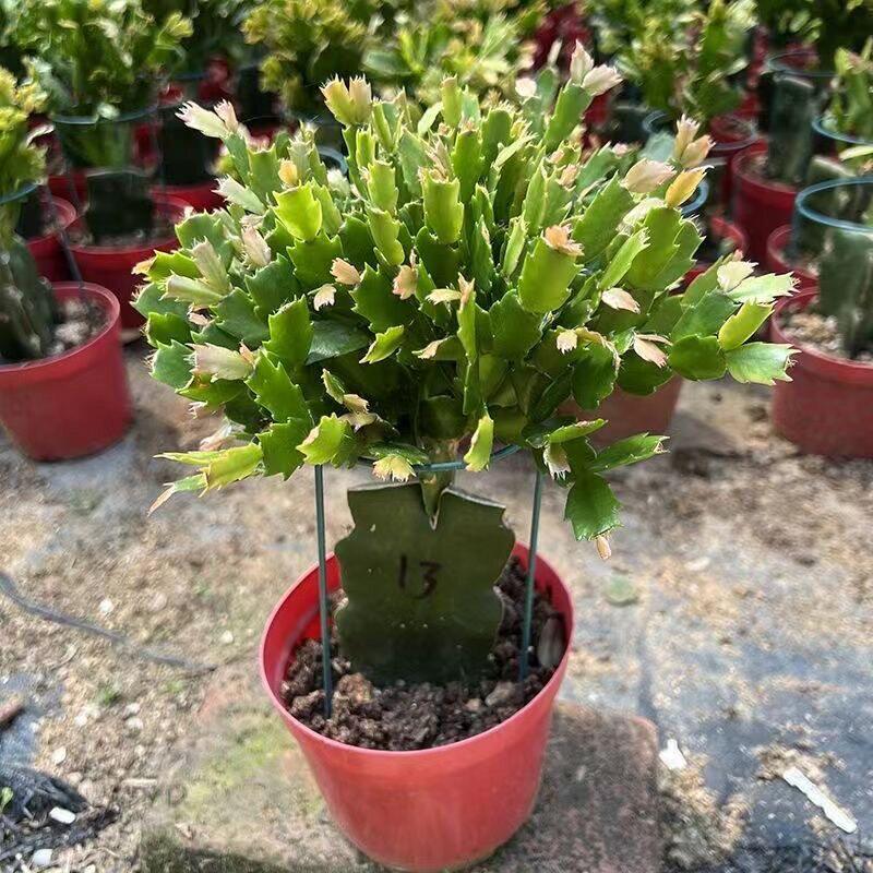 蟹爪兰多色精品嫁接蟹爪莲苗绿植盆栽办公除甲醛植物室内阳台花卉
