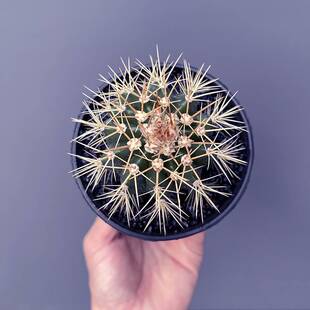 彩云仙人球 开花大仙人掌科多肉花卉盆栽 硬刺快出云实生阳台组合