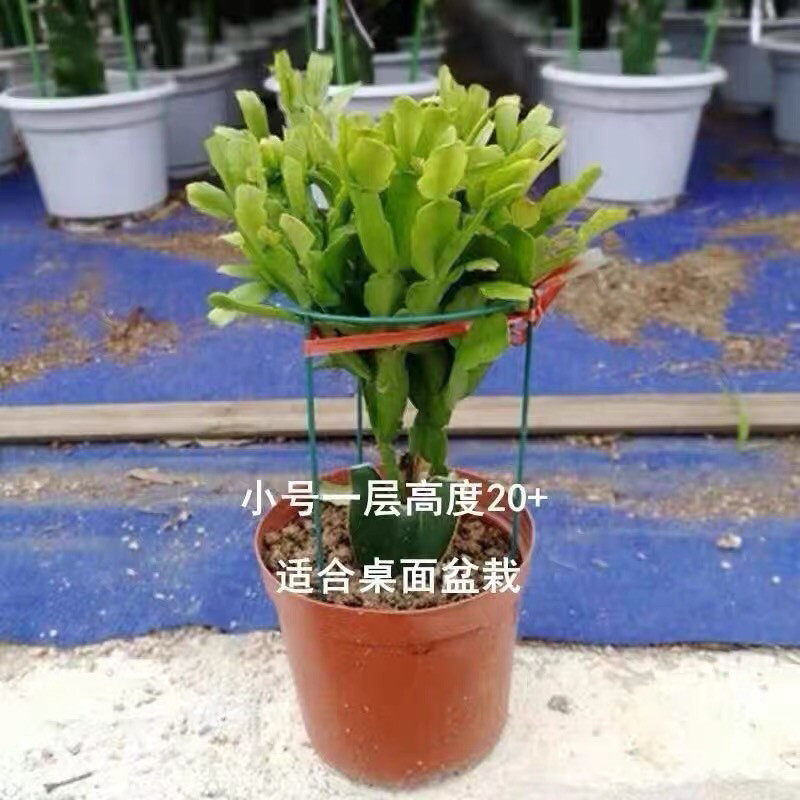 进口蟹爪兰嫁接好的蟹爪莲花苗绿植盆栽办公桌阳台开花摆放三色