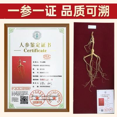 长白山野山参参带证参书一等20年林参野生人林下XTJ下山参东北老