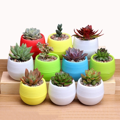 lovely Colorful flower pots planters for succulents indoor h