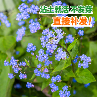 勿忘我花种宿根多年生高山勿忘草种子绿化盆栽四季易种花卉种籽孑