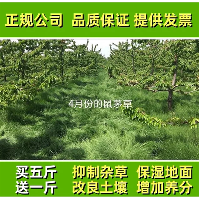 正宗鼠茅草种子多年生果园