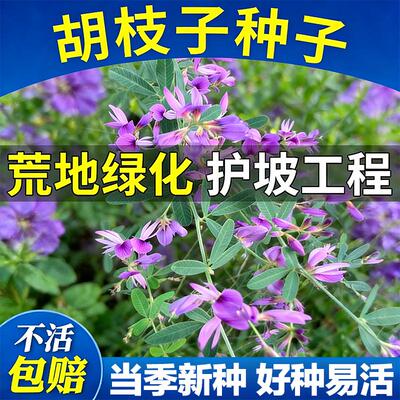 胡枝子种子护坡固土耐旱耐盐碱