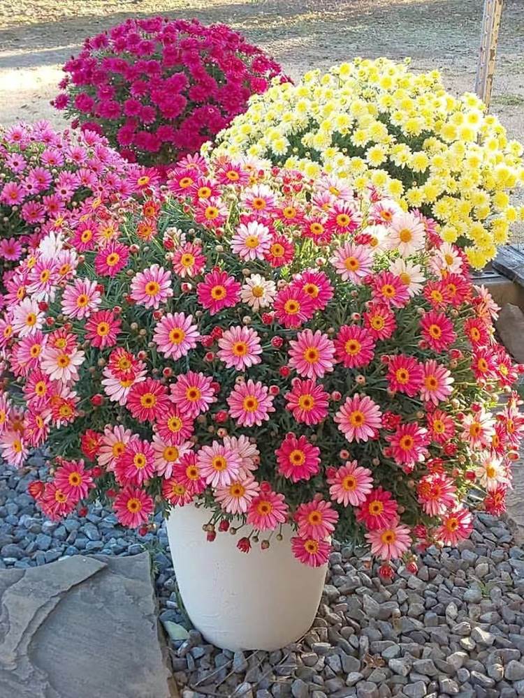 玛格丽特花种籽子四季播种开花易活庭院儿童种植室外室内各种花籽