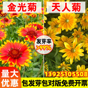 金光菊撒哈拉黑心菊天人菊种子籽四季景观绿化耐旱植物盆栽花卉孑