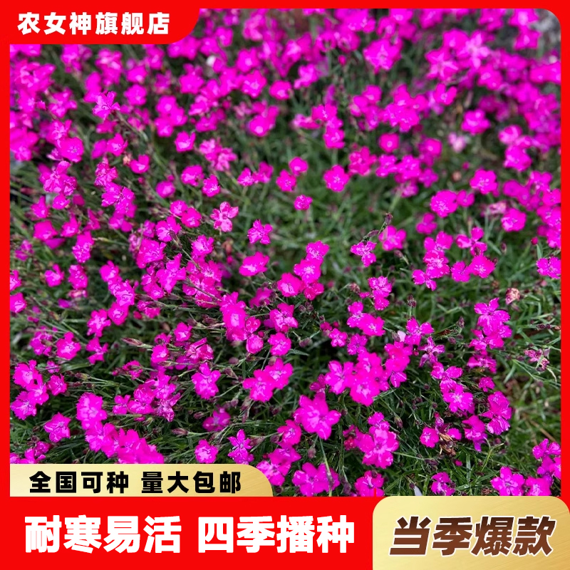 欧石竹初吻花种籽五彩四季