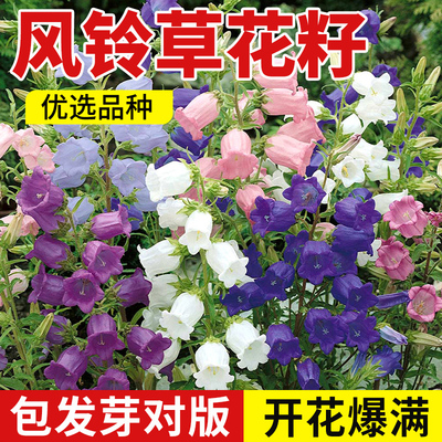 四季播种风铃草花种花开四季
