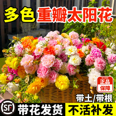 好养易活重瓣太阳花苗种子