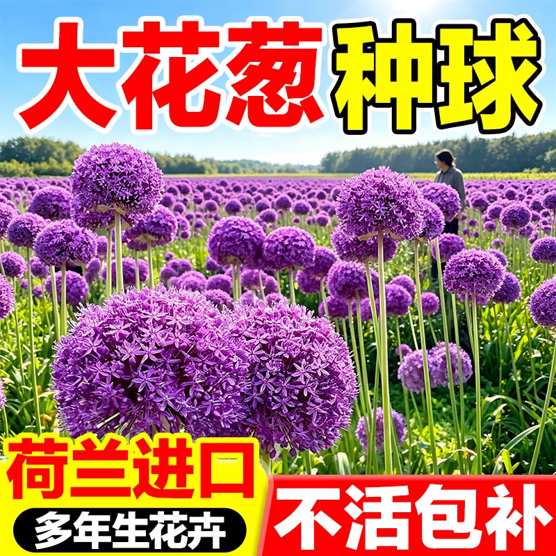 正品大花葱种球耐寒易活荷兰进口
