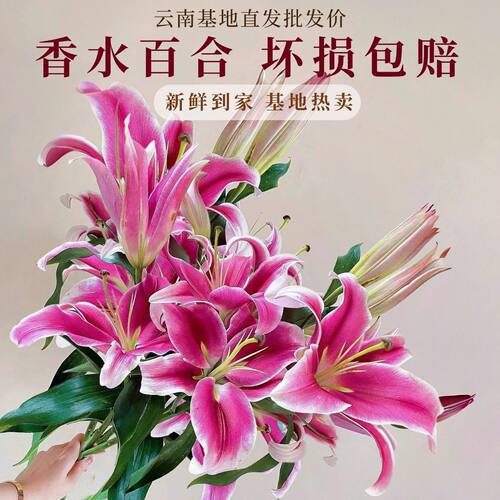 香水百合花鲜花云南直发昆明基地