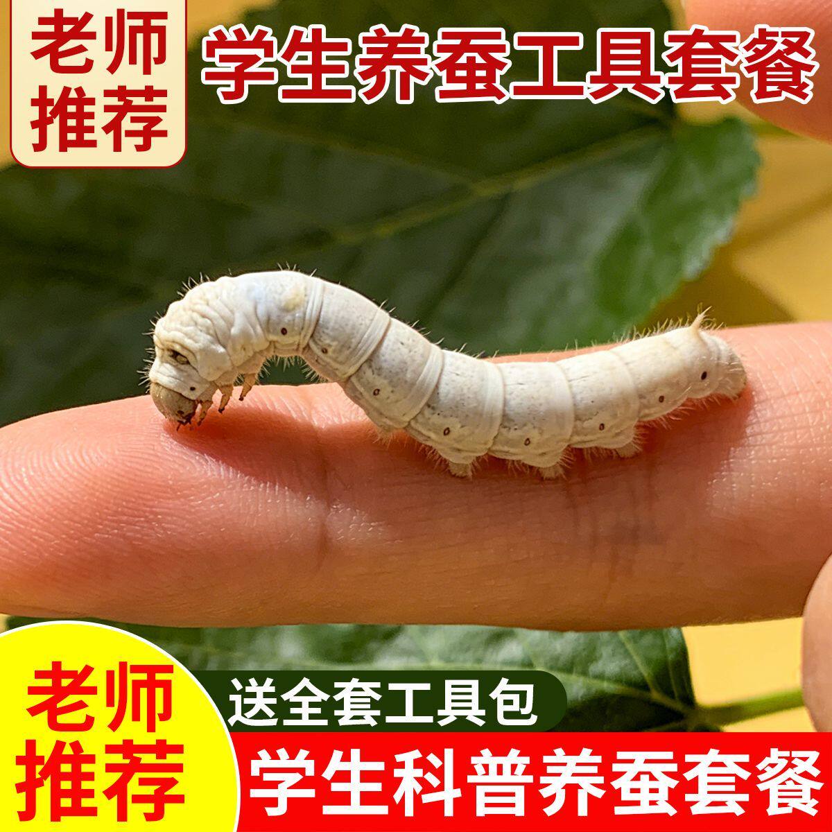 蚕宝宝活体蚕宝宝幼虫学生养蚕套装大小幼蚕活物新鲜桑叶1龄345龄