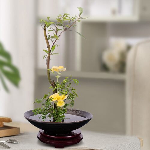 花盆托盘高级感家用苔藓球花盆托盘蕨类植物盆陶瓷水培剑山插花器