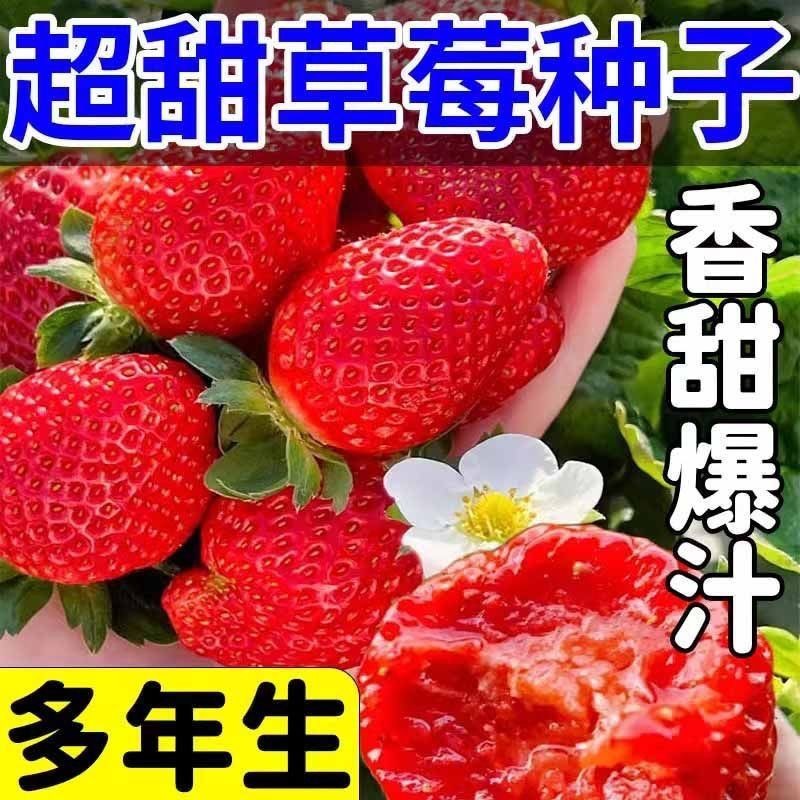 超甜草莓种子香甜爆汁四季开花结果种植室内阳台盆栽草莓籽