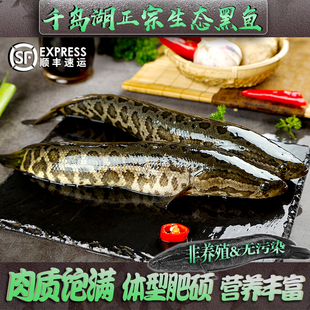 千岛湖纯天然原生态黑鱼鲜活新鲜食用饮用水淡水湖大黑鱼淡水鱼