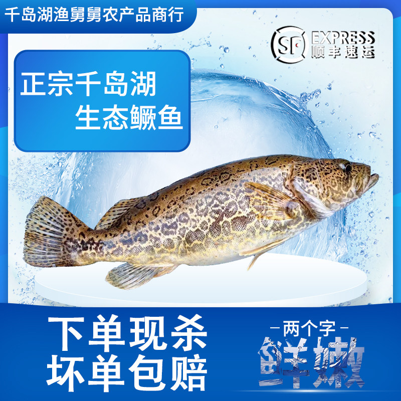千岛湖生态鳜鱼活鱼顺丰包邮清蒸