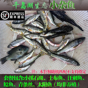 千岛湖生态小杂鱼小河鱼淡水鱼新鲜活鱼现杀非养殖味道鲜美顺丰