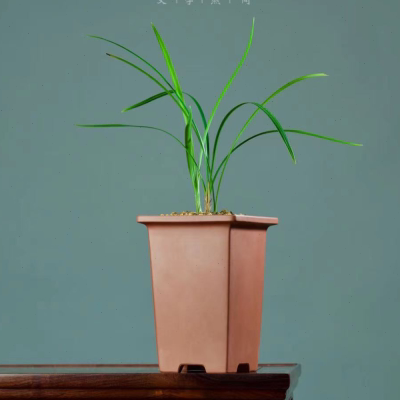 轻奢 东门第12款长春mini 原矿清水泥长方签筒盆紫砂兰花盆名家盆