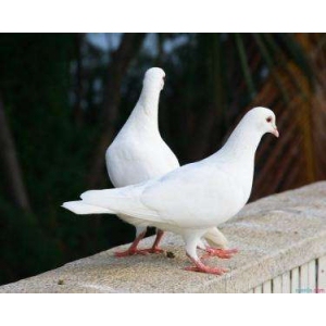 鸽子活体一对火凤凰红雨点瓦灰麒