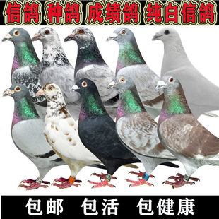 信鴿種鴿鴿子活體成績鴿公棚鴿特比鴿天落鳥幼鴿血統鴿遲歸鴿一對