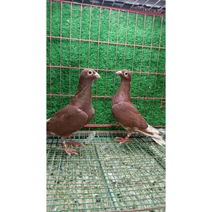 各種天落遲歸鴿成績鴿觀賞鴿及幼鴿 老國血吳淞李鳥紅西翁