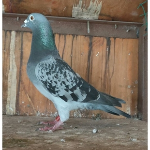 鸽子活一对瓦灰白色幼鸽种鸽李鸟吴淞杨阿腾特比公棚成绩信鸽赛鸽