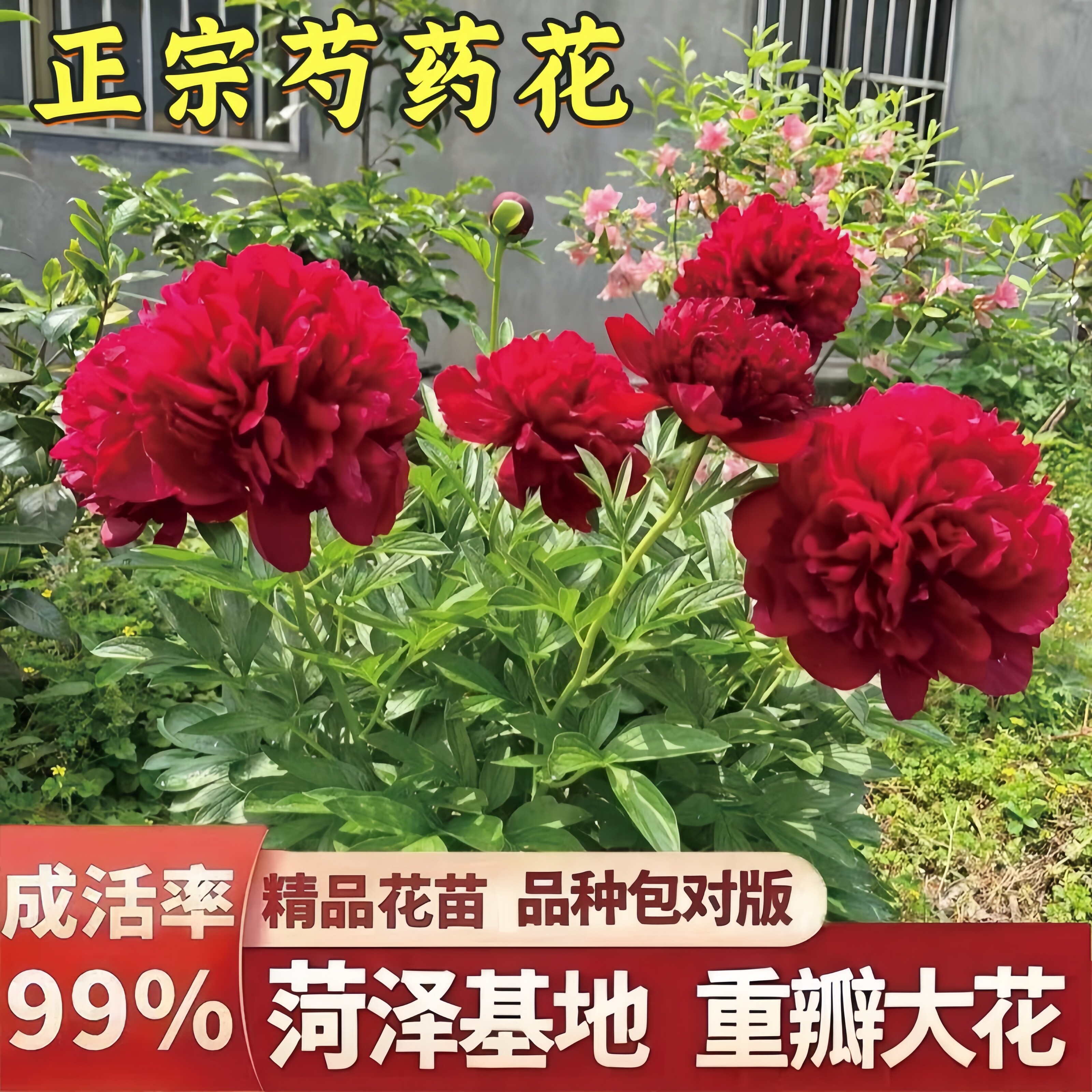 速抢！这家芍药回购率100%重瓣花图片