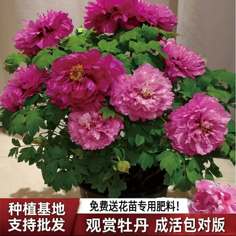精品牡丹花苗！包对版回购率100%图片