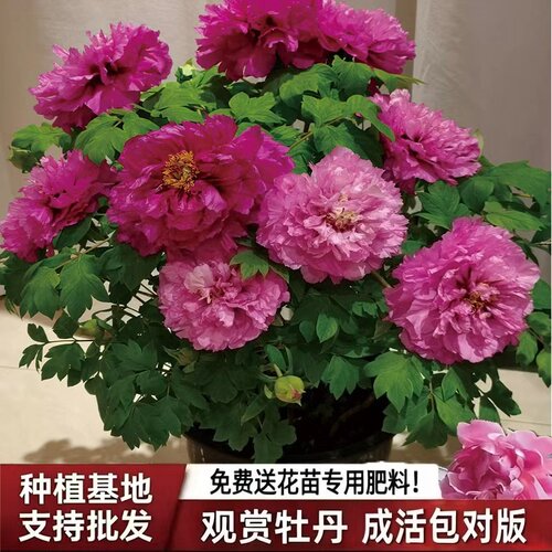 精品牡丹花苗！包对版回购率100%