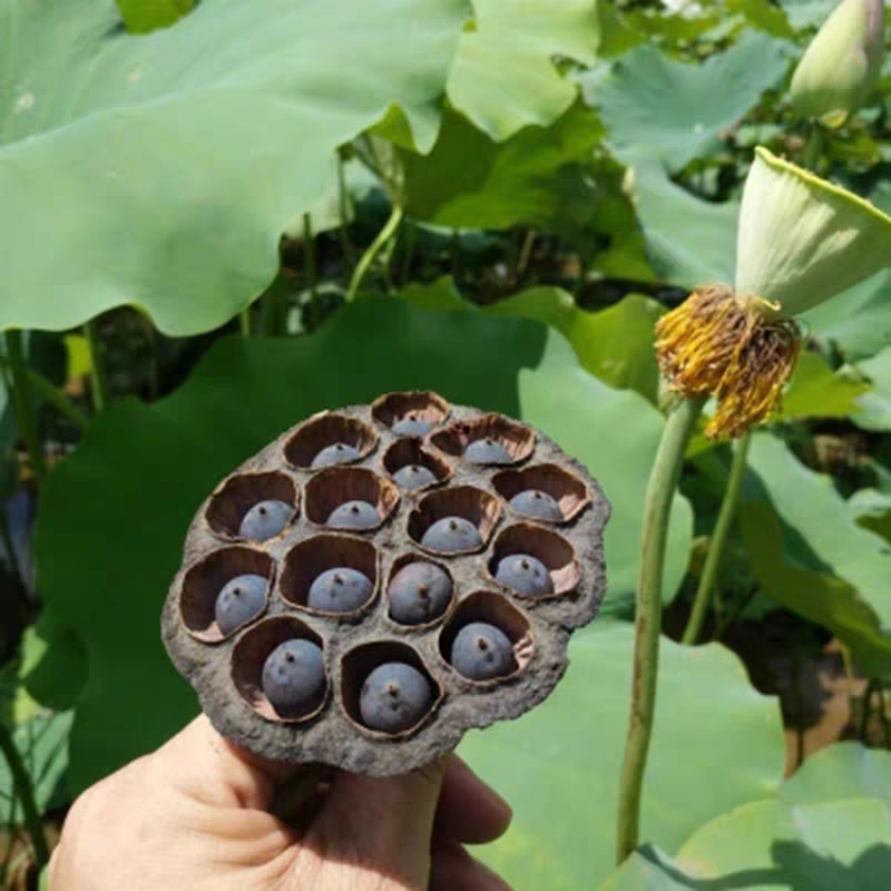 黑莲子新货带壳即食特产干货铁莲子颗粒老莲手串佛珠太空莲种湘莲