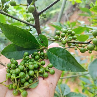 山鸡椒木姜子山苍子山胡椒木姜子中药材包邮
