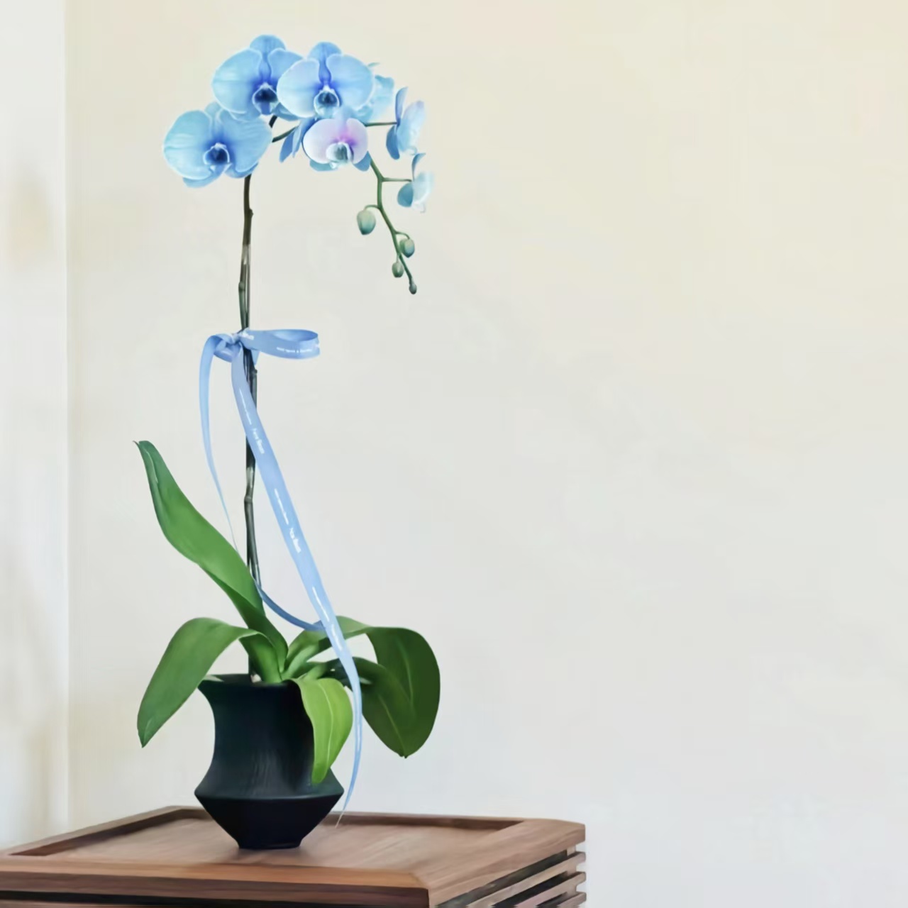 欧式新款网红阳台陶瓷花盆北欧室内创意个性高级蝴蝶兰专用花盆