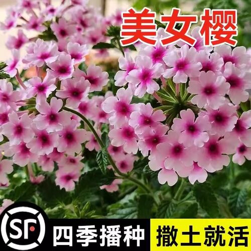 美女樱种子四季五色梅室内花卉种子阳台盆栽春秋庭院耐寒垂吊花籽