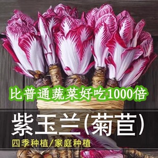 紫玉兰菜高钙红菊苣软化菊苣金玉兰菜种子四季阳台盆栽火锅蔬菜籽