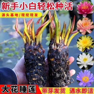 睡莲水培植物四季水养荷花七彩水莲花盆栽水池塘大睡莲根块带花苞